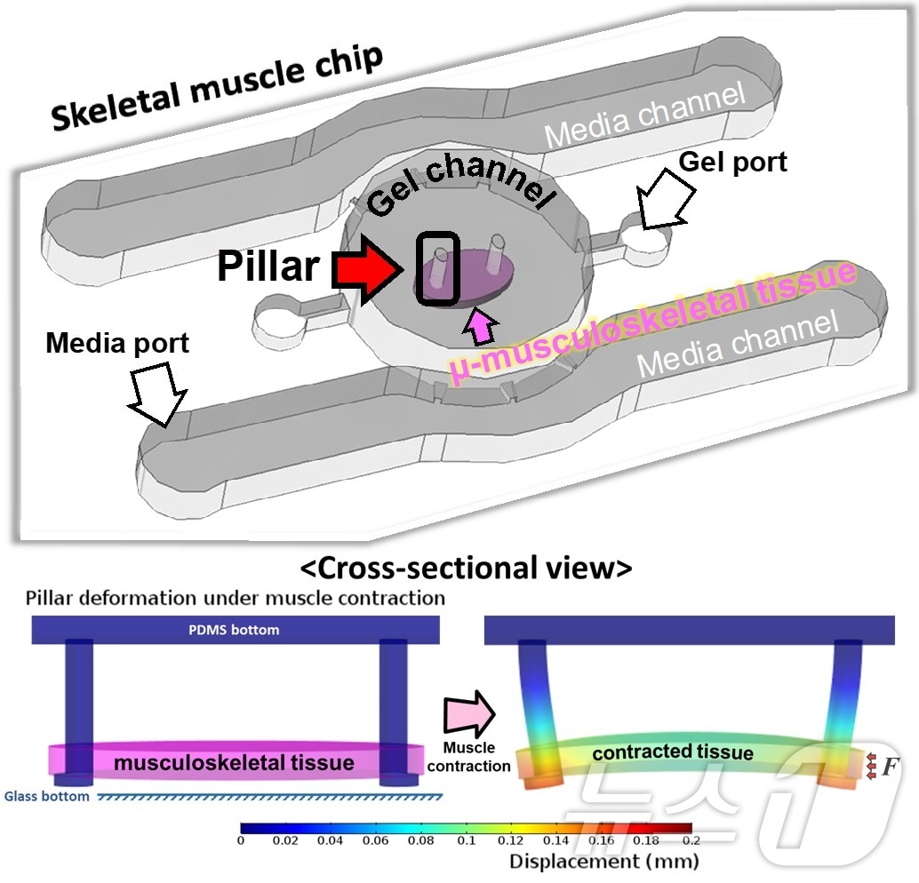 근육 조직 최적화를 위한 미세유체칩 모식도 및 전기 자극에 대한 근육 수축 반응 시뮬레이션.&#40;KAIST 제공&#41;/뉴스1