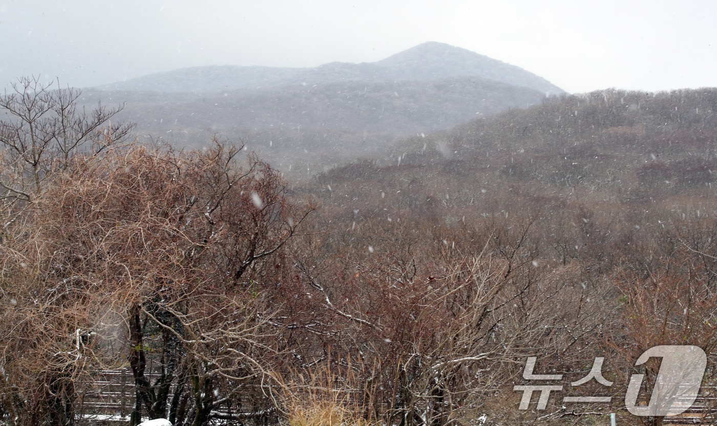 제주 산지에 대설특보가 내려진 27일 오전 한라산국립공원 1100고지휴게소에 올가을 첫눈이 내리고 있다. 2024.11.27/뉴스1 ⓒ News1 오현지 기자