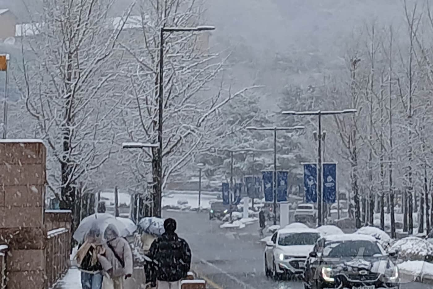 27일 강원 원주에 대설주의보가 내려진 가운데, 이날 오전 원주시 연세대 미래캠퍼스에 눈이 내리고 있다. 2024.11.27./뉴스1 ⓒ News1 신관호 기자