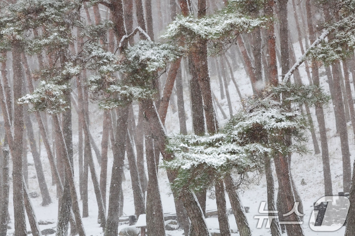 경남 함양군 병곡면 함양대봉산휴양밸리 주변에 눈이 쌓여 있다. &#40;함양군 김용만 제공&#41; 2024.11.27/뉴스1 DB