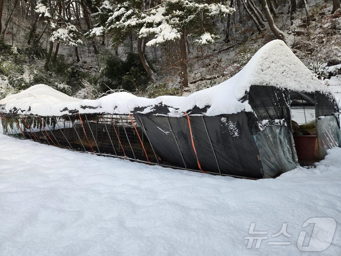 28일 오전 7시 40분께 전북자치도 장수군 계남면 한 비닐하우스에 &#39;눈이 쌓여 붕괴 위험이 있다&#39;는 내용의 신고가 접수됐다. 붕괴 일보 직전인 비닐하우스. &#40;전북자치도소방본부 제공&#41;2024.11.28/뉴스1