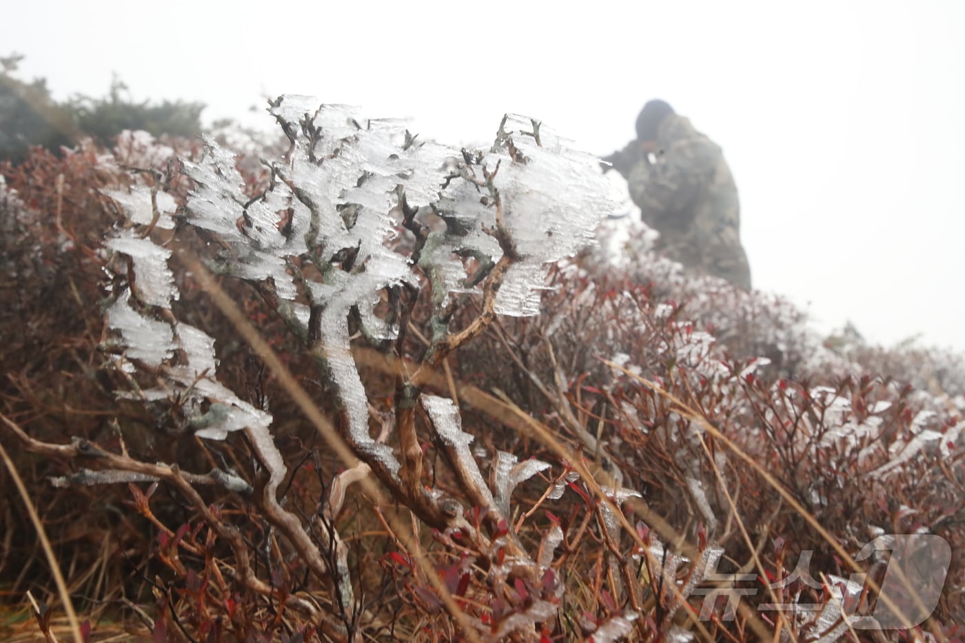 제주 한라산국립공원 윗세오름 구간에 핀 상고대.(자료사진) ⓒ News1