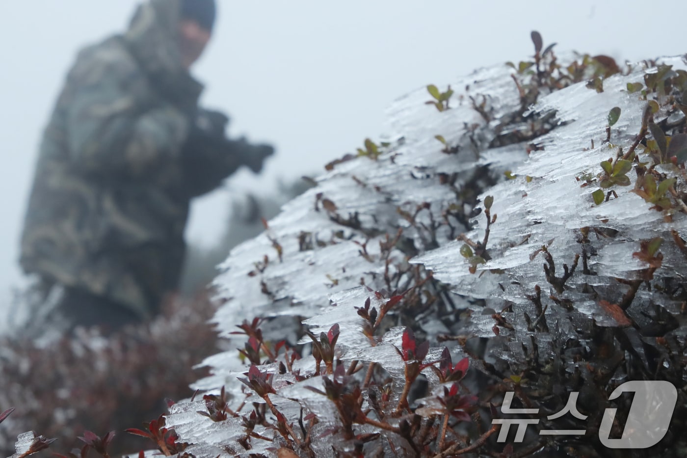 절기상 입동을 하루 앞둔 6일 오전 제주 한라산국립공원 영실 탐방로에 올 가을 첫 상고대가 피어 시선을 사로잡고 있다. 2024.11.6/뉴스1 ⓒ News1 오현지 기자