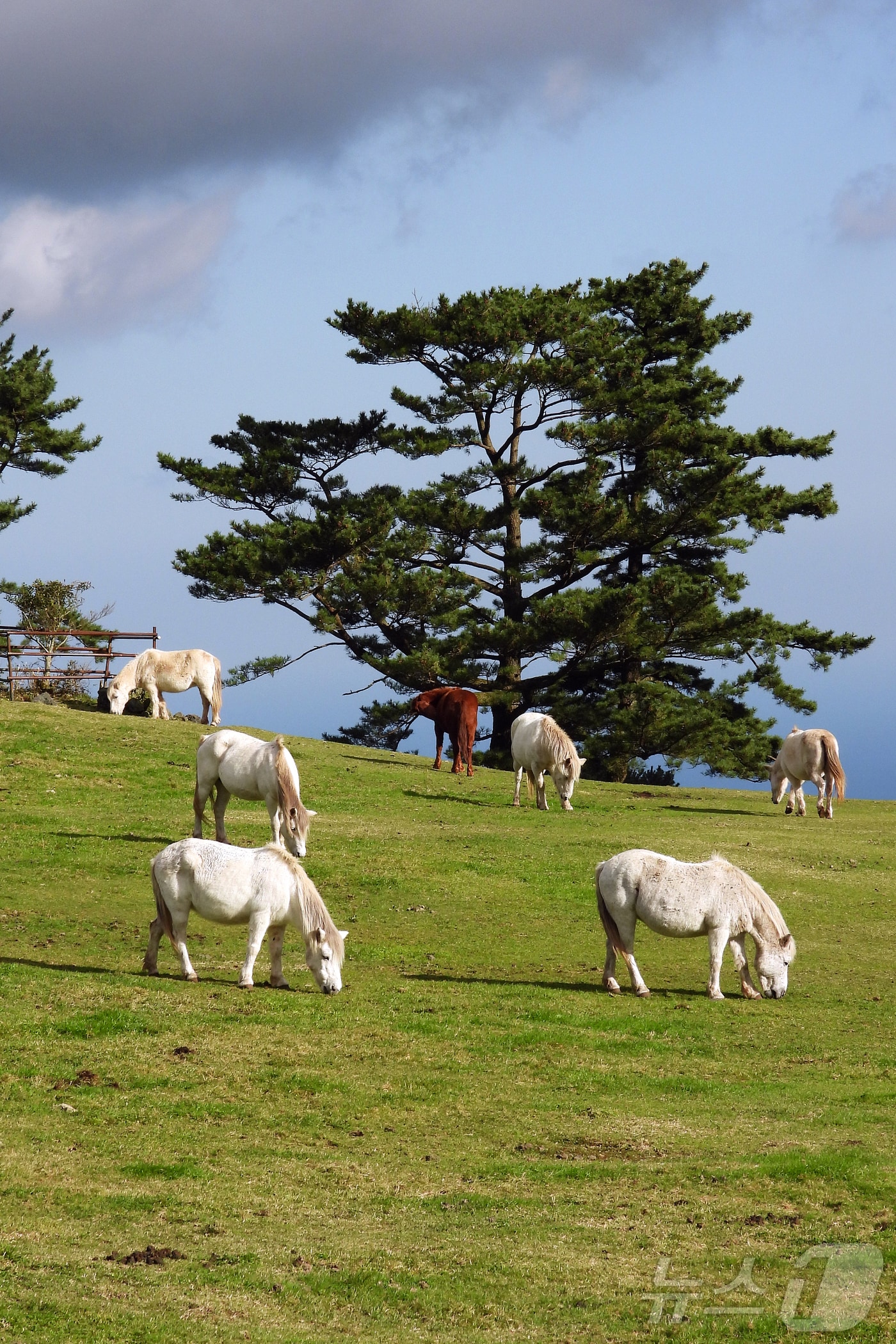 제주마. (사진은 기사 내용과 무관함) / 뉴스1 