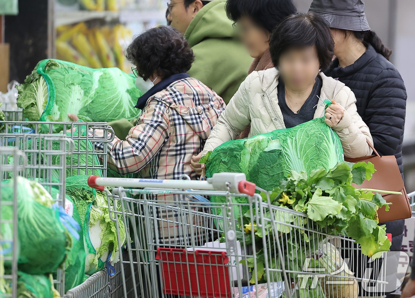 김장철을 앞두고 시민들이 배추를 고르고 있다. /뉴스1 