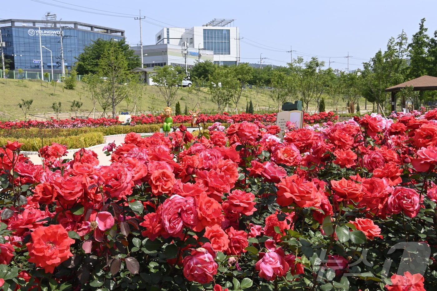 세천늪테마정원에 핀 장미&#40;대구 달성군 제공&#41;