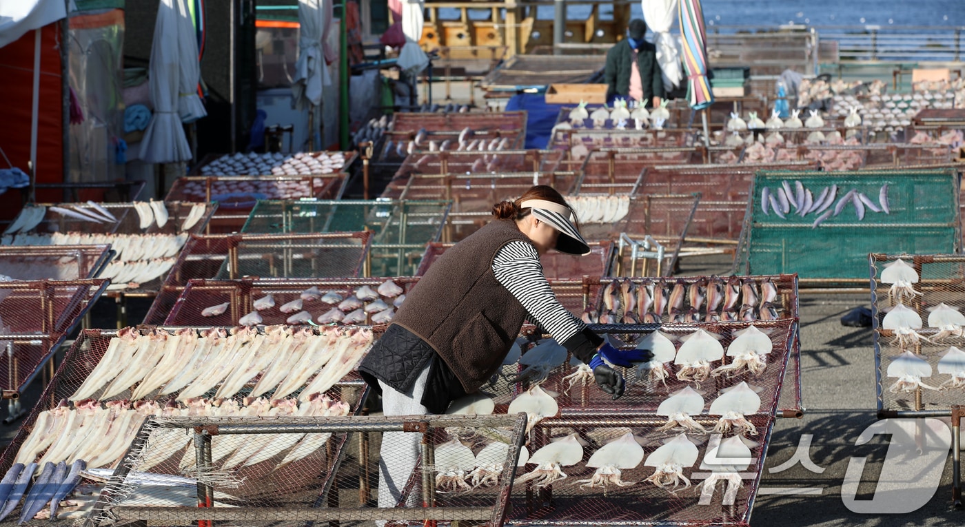 10일 부산 기장군 일광면 칠암 물양장에서 어민들이 겨울 해풍 속에 오징어, 갈치, 가자미 등 생선을 말리고 있다. 2024.12.10/뉴스1 ⓒ News1 윤일지 기자