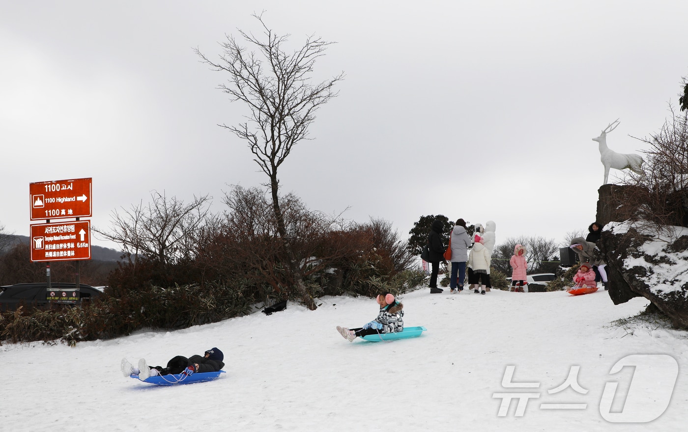 15일 오후 제주 한라산 1100고지습지 인근 눈밭에서 아이들이 눈썰매를 타고 있다.2024.12.15./뉴스1 ⓒ News1 오미란 기자