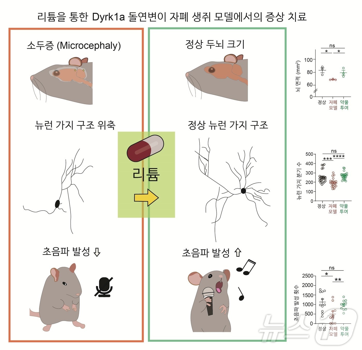 리튬을 통한 Dyrk1a 돌연변이 자폐 생쥐 모델에서의 증상 치료.(IBS 제공)/뉴스1