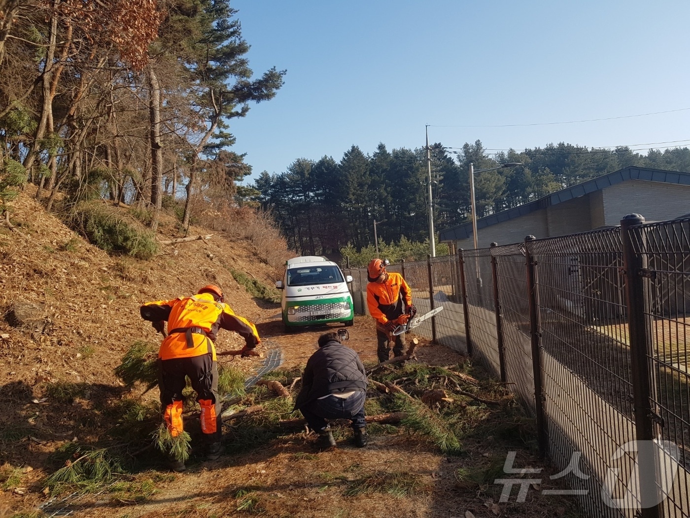 폭설 피해 입었던 여주 영릉 가지 정리 작업. 국가유산청 제공.