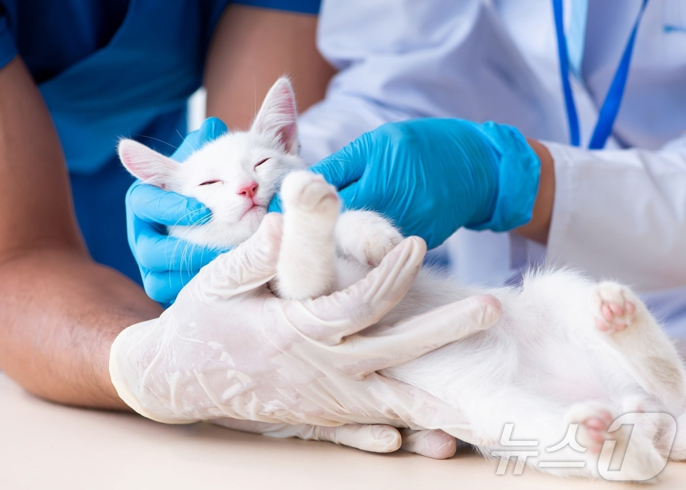 동물병원에서 진료 받는 고양이&#40;사진 이미지투데이&#41; ⓒ 뉴스1