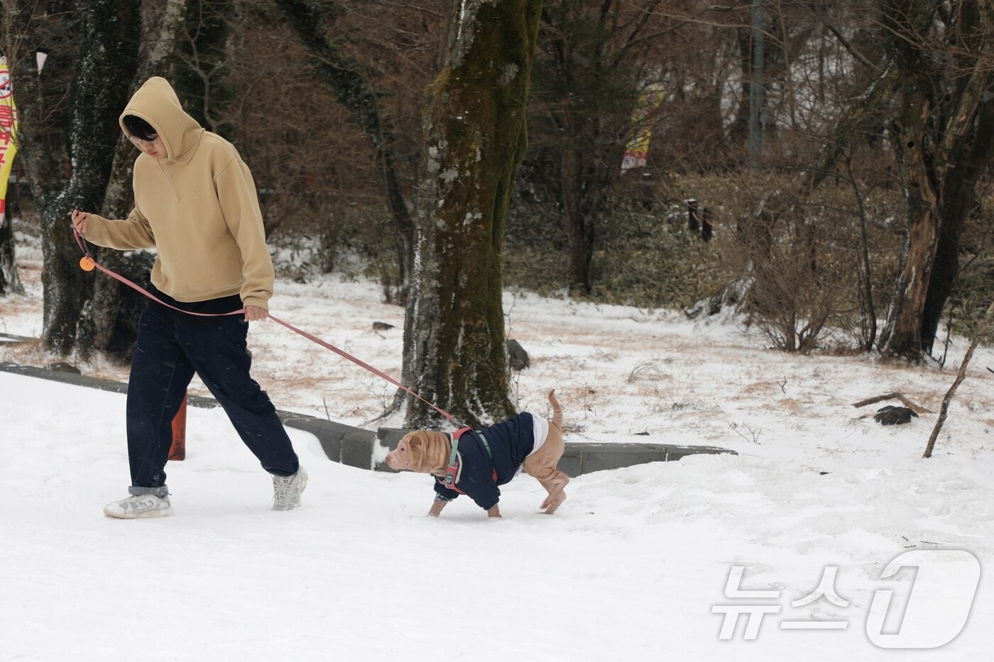 28일 오후 제주 한라산 성판악 입구에서 한 시민이 반려견을 데리고 산책하고 있다.2024.12.28/뉴스1 ⓒ News1 홍수영 기자