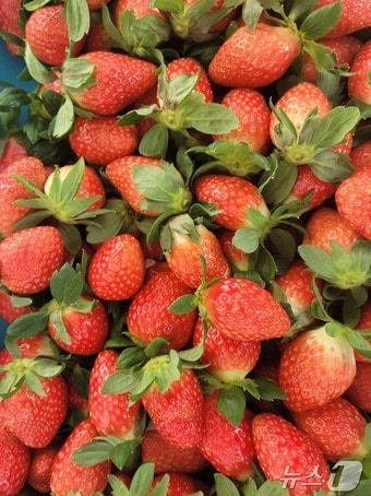 겨울딸기.(양구군 제공)/뉴스1