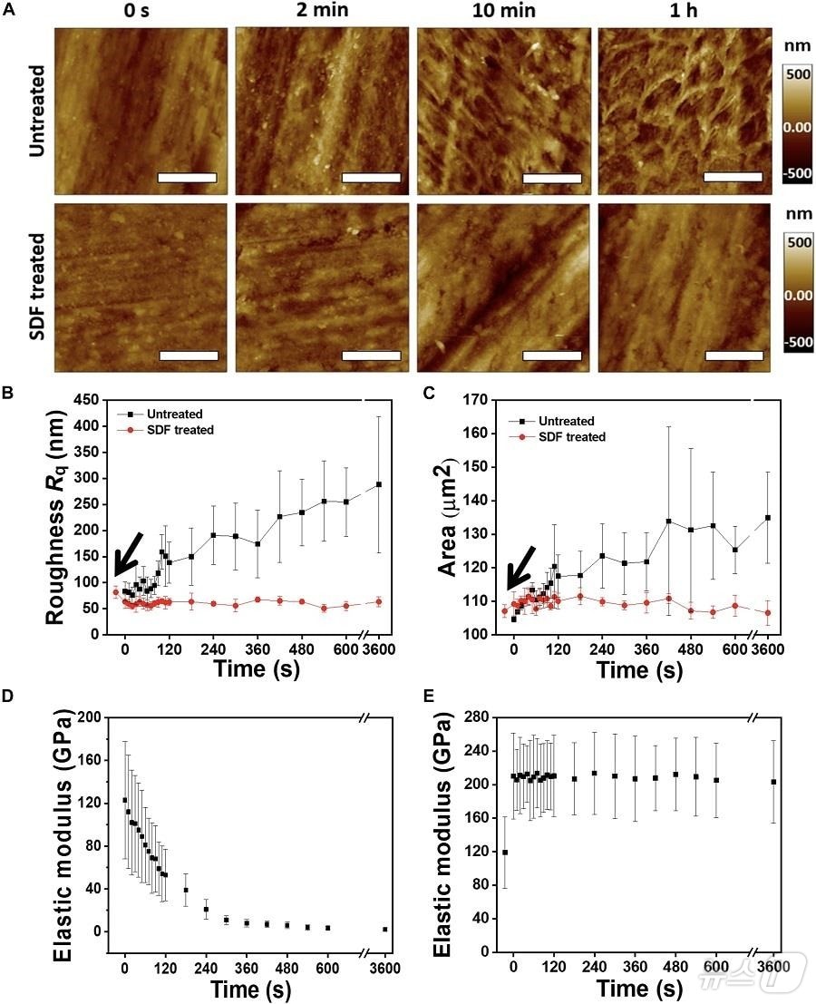 SDF 미처리 및 처리된 치아의 콜라 노출 시간에 따른 표면 거칠기 및 탄성계수의 변화.&#40;KAIST 제공&#41;/뉴스1