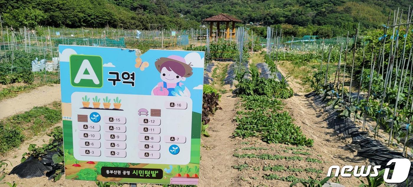 부산시 동부산 공영텃밭&#40;부산시청 제공&#41;