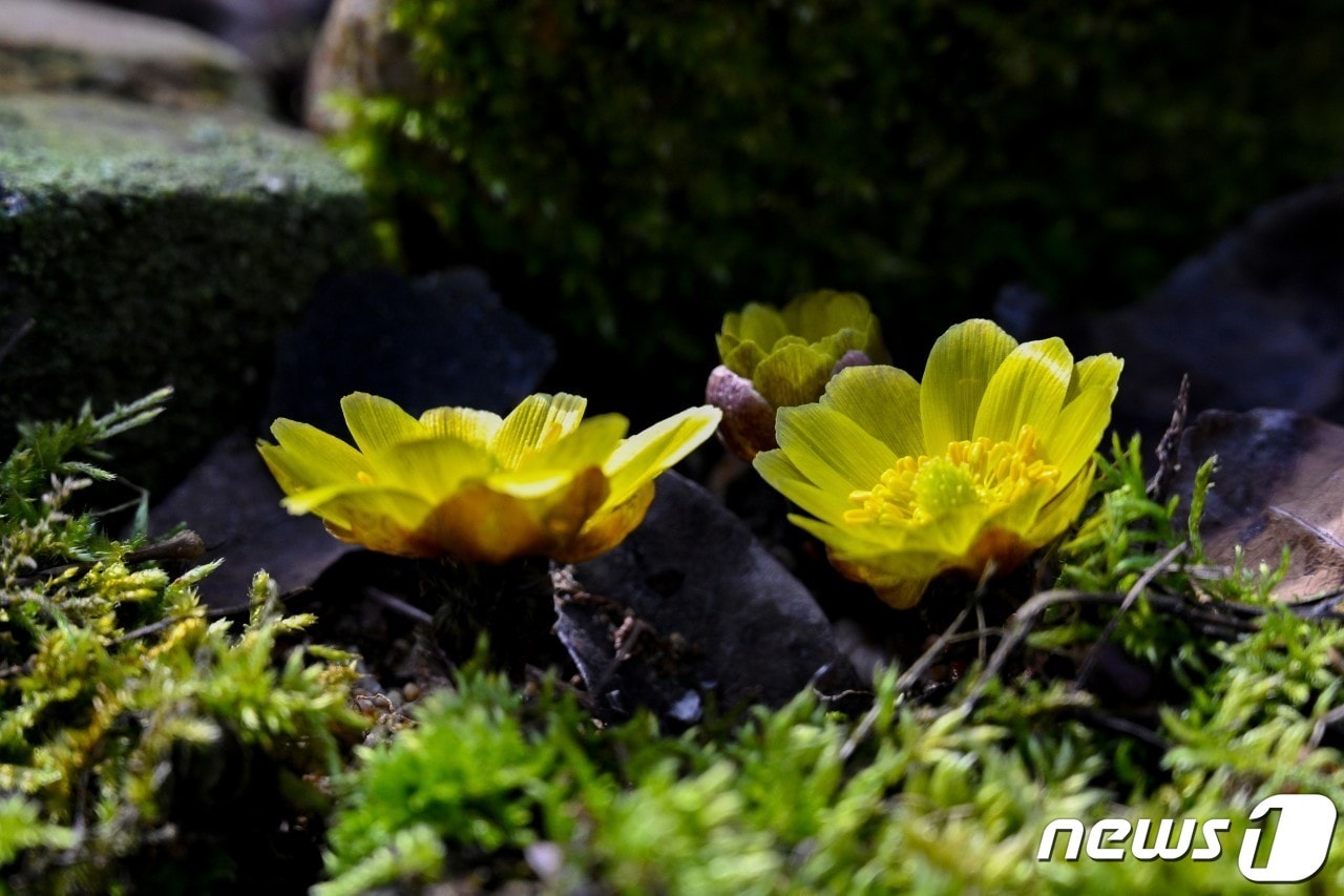 21일 대전·충남은 낮 기온이 15도 안팎까지 올라 포근한 날씨를 보일 것으로 예보됐다. 대전 중구 보문산에 복수초가 봄을 알리듯 고개를 내밀고 있다. ⓒ 뉴스1 김기태 기자