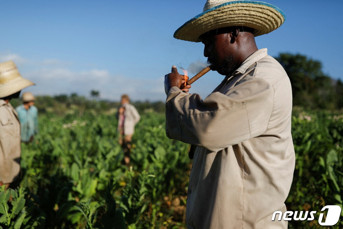 지난 2022년 3월11일(현지시간) 쿠바 피나르 델 리오의 한 담배 농장에서 농부가 시가를 피고 있다. 24.03.11 ⓒ 로이터=뉴스1 ⓒ News1 김예슬 기자
