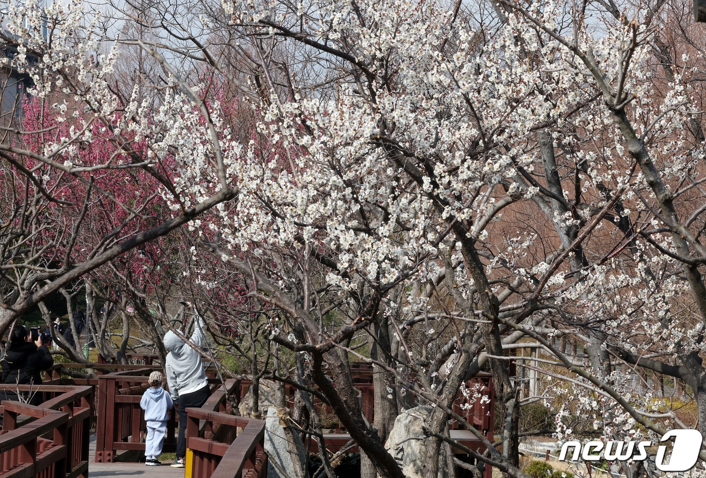 절기상 우수&#40;雨水&#41;를 앞두고 평년보다 포근한 날씨를 보인 18일 부산 남구 대연수목원에서 활짝 핀 매화가 봄 소식을 전하고 있다./뉴스1 ⓒ News1 이동해 기자