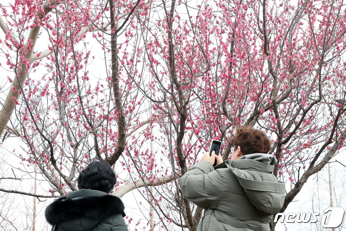 절기상 우수&#40;雨水&#41;를 앞두고 평년보다 포근한 날씨를 보인 18일 부산 남구 대연수목원에서 활짝 핀 홍매화가 봄 소식을 전하고 있다. 2024.2.18/뉴스1 ⓒ News1 이동해 기자