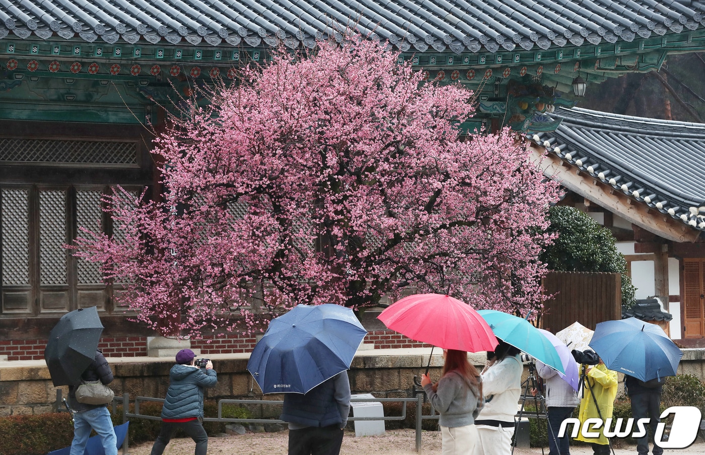 절기상 &#39;우수&#40;雨水&#41;&#39;인 19일 오전 경남 양산시 하북면 통도사에서 우산을 쓴 시민들이 봄비를 머금은 홍매화를 감상하고 있다. 2024.2.19/뉴스1 ⓒ News1 윤일지 기자