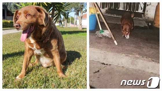  1991년 5월 11일생이라는 포르투갈 개 '보비'를 지난해 2월 1일 세계 최고령 개로 인정했던 기네스북이 지난 22일 "이를 증명할 증거가 없다"며 자격을 박탈했다. 견주는 왼쪽은 2023년 4월, 오른쪽은 1999년에 찍은 사진이라고 주장했다.  (기네스북 갈무리) ⓒ 뉴스1