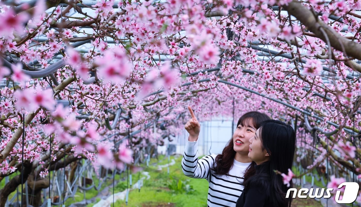 27일 경북 청도군 이서면의 한 복숭아 시설하우스 겨울 한파를 이겨낸 복사꽃이 활짝 펴 절정을 이루고 있다. &#40;청도군 제공&#41; 2024.2.27/뉴스1 