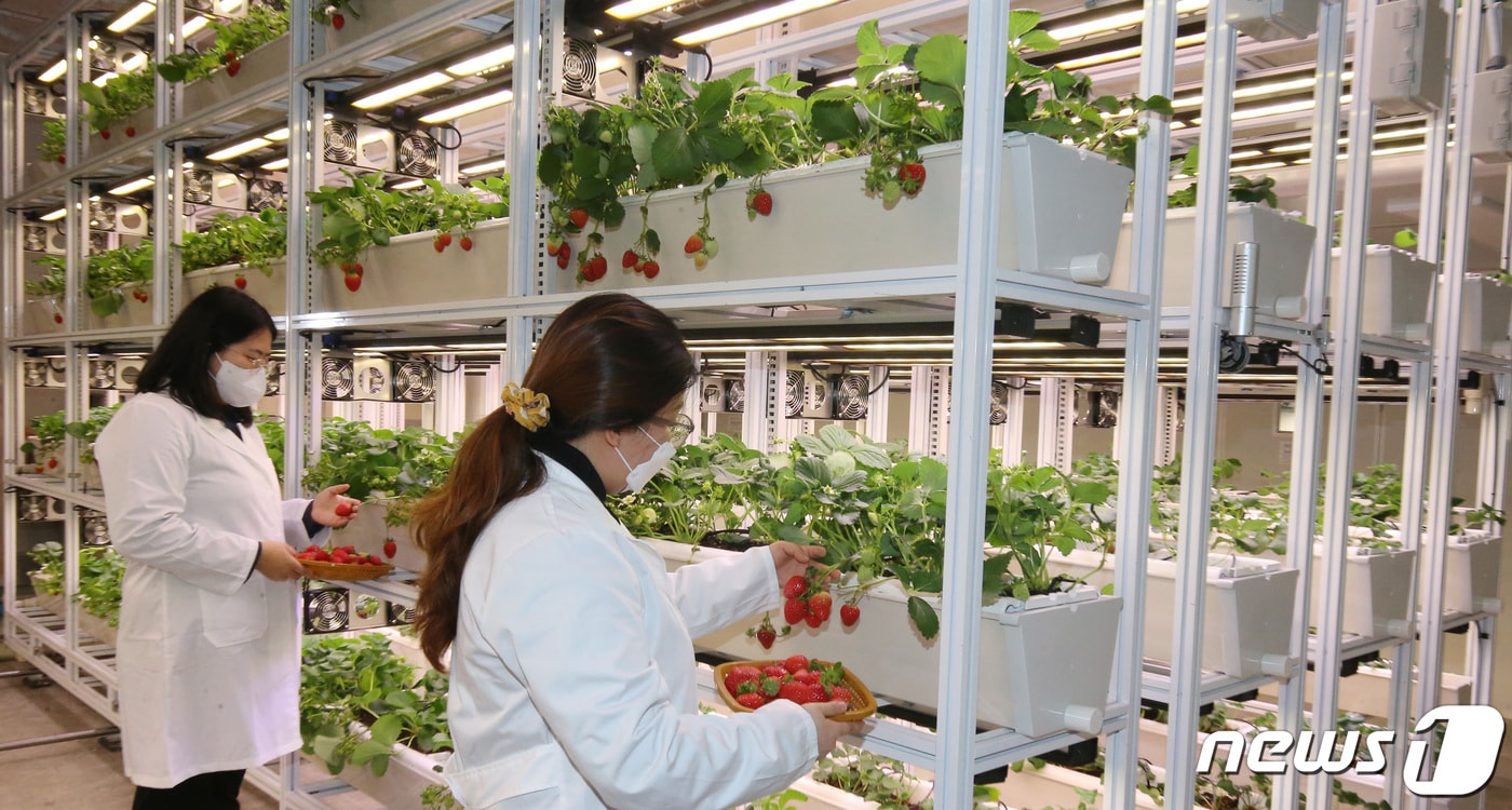 대전 중구 대흥동에 위치한 대전팜에서 관계자들이 딸기를 관찰하고 있다. 2024.2.6/뉴스1 ⓒ News1 김기태 기자