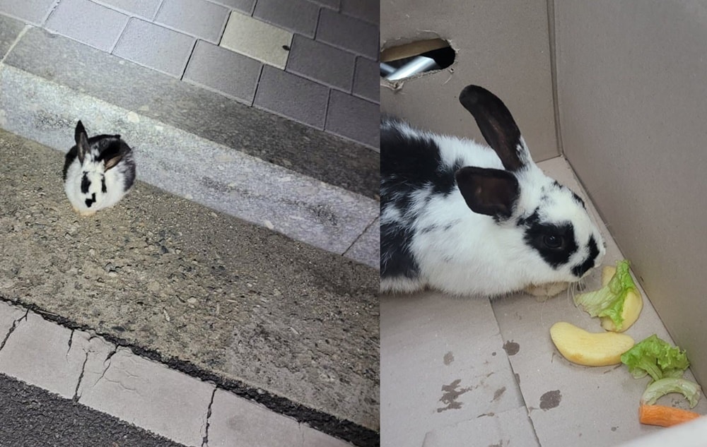 (온라인 커뮤니티 갈무리)