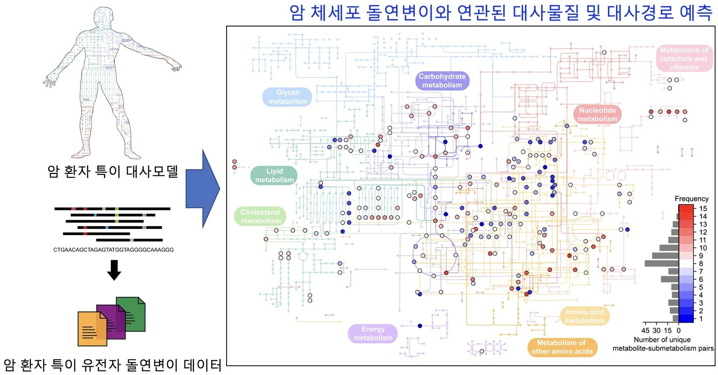 암 체세포 돌연변이와 연관된 대사물질 및 대사경로를 예측하는 컴퓨터 방법론 모식도.(KAIST 제공)/뉴스1