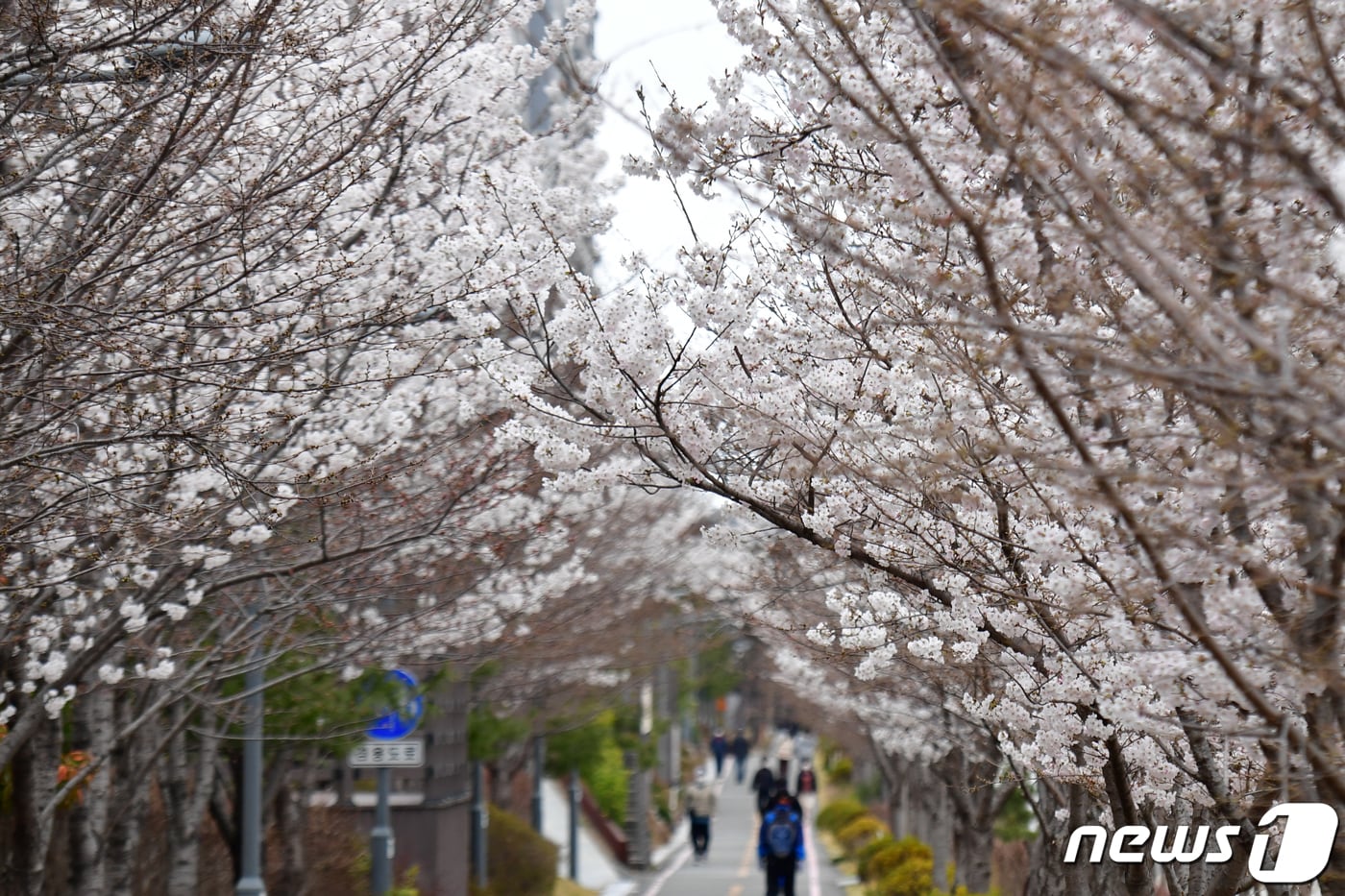 24일 오후 경북 포항시 남구 대잠동 철길 숲에서 벚꽃들이 앞을 다퉈 꽃망울을 터뜨리고 있다. 2024.3.24/뉴스1 ⓒ News1 최창호 기자