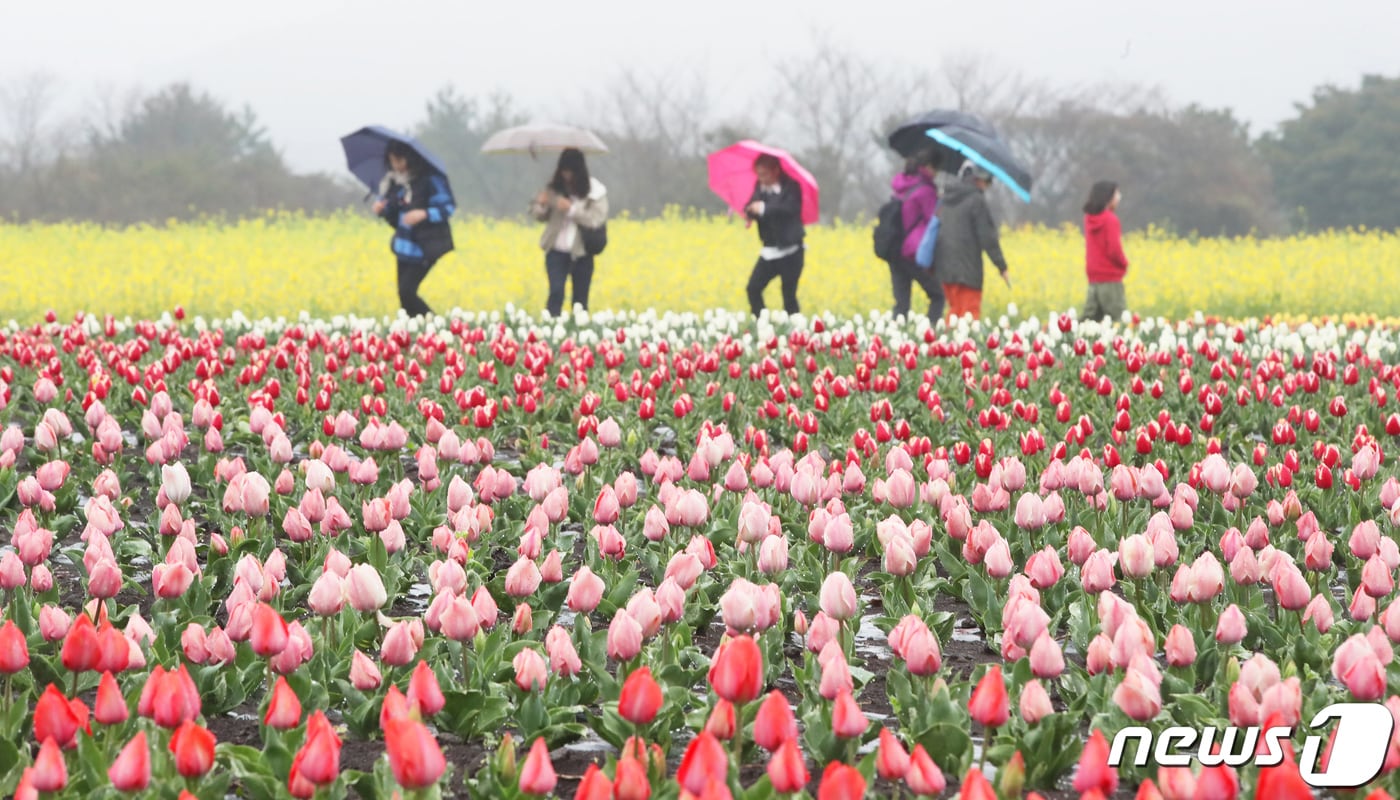 봄비 내리는 제주(자료사진)/뉴스1