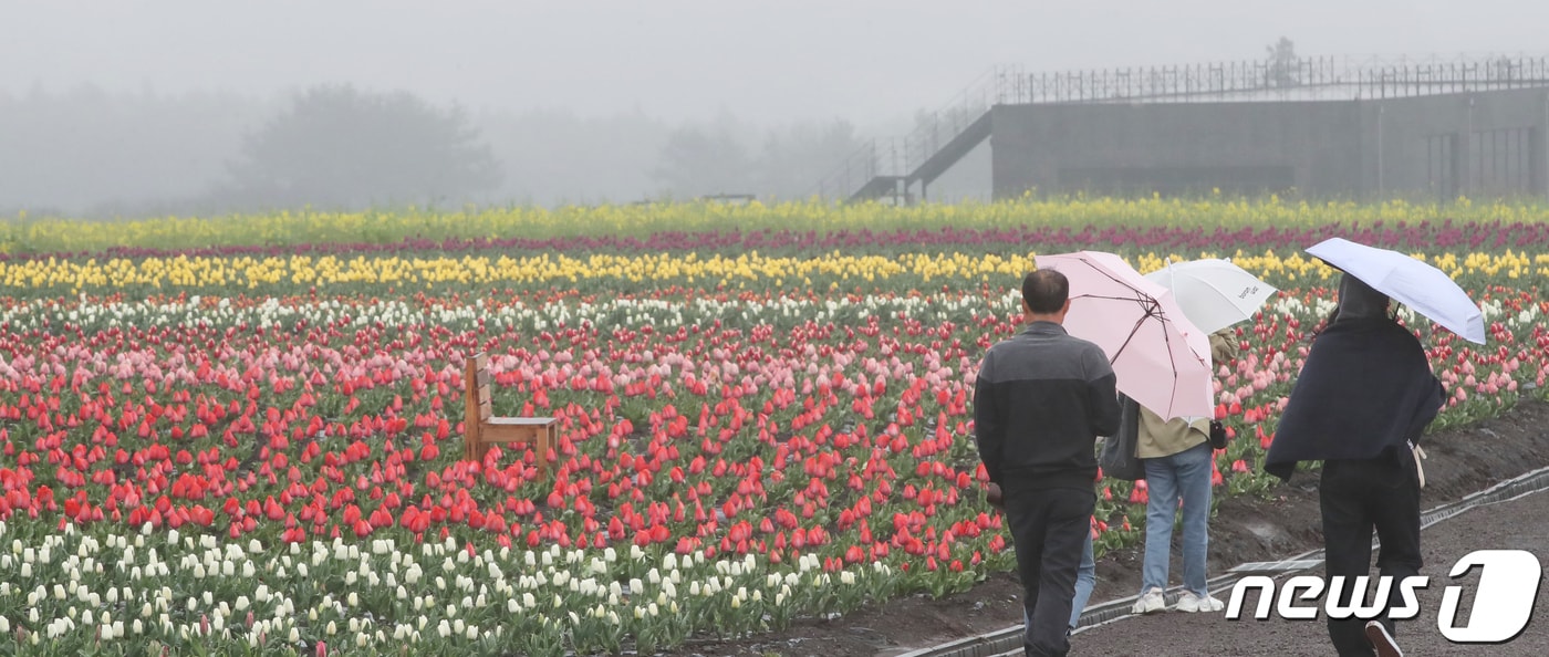봄튤립과 유채꽃이 활짝 펴 시선을 사로 잡고 있다./뉴스1 DB