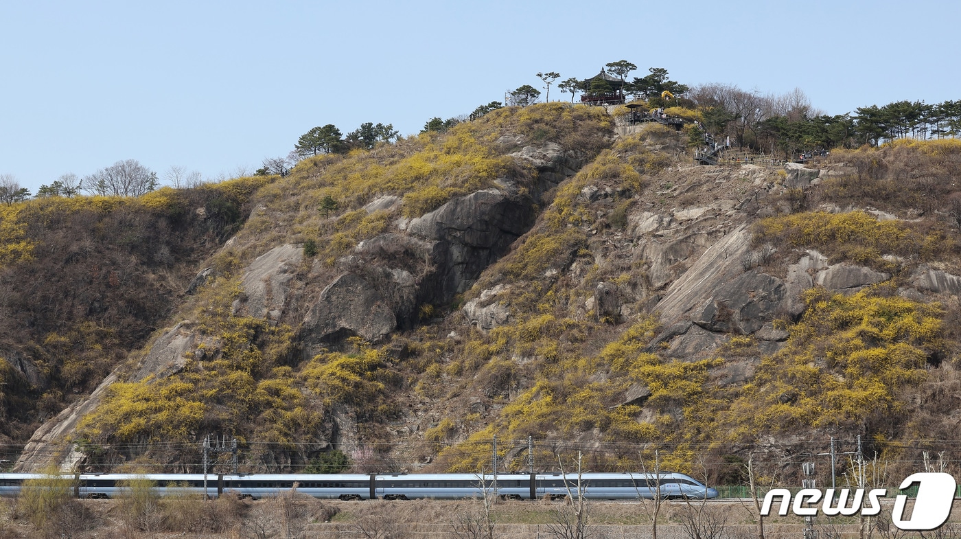 낮 최고 온도 20도를 넘긴 24일 서울 성동구 응봉산에 개나리가 활짝 핀 가운데, 시민들이 꽃놀이를 즐기고 있다. 응봉산은 금호동과 응봉동에 걸쳐 있는 높이 81m의 바위산으로 매년 3월이면 산 전체가 개나리꽃으로 가득 차 서울에서 가장 먼저 봄소식을 전하는 곳으로 꼽힌다. 2024.3.24 ⓒ 뉴스1 김성진 기자