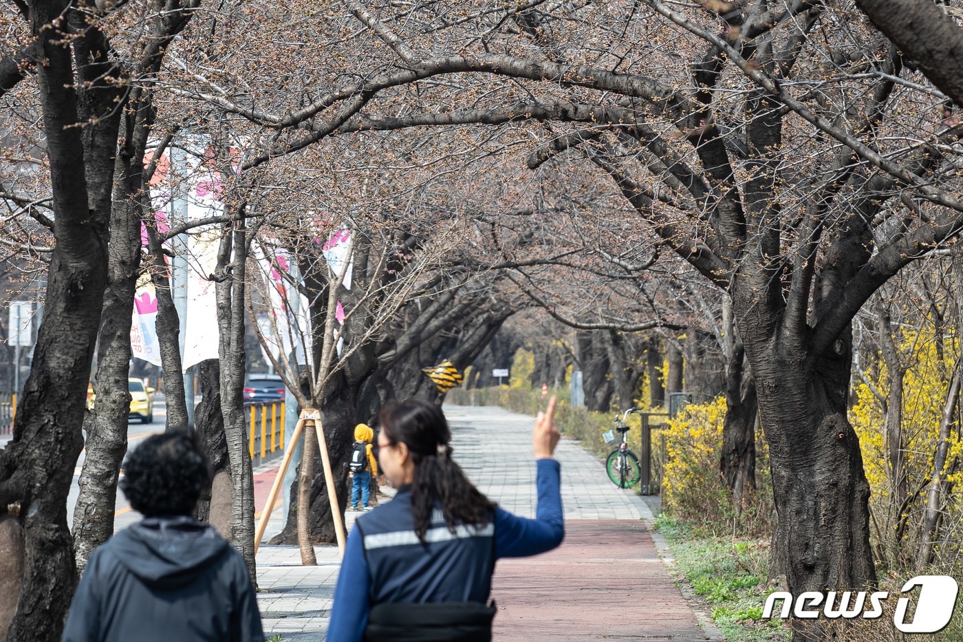 여의도 봄꽃축제 개막을 이틀 앞둔 27일 서울 여의도 윤중로 일대에서 아직 개화하지 않은 벚나무 아래로 시민들이 산책하고 있다. 2024.3.27/뉴스1 ⓒ News1 유승관 기자