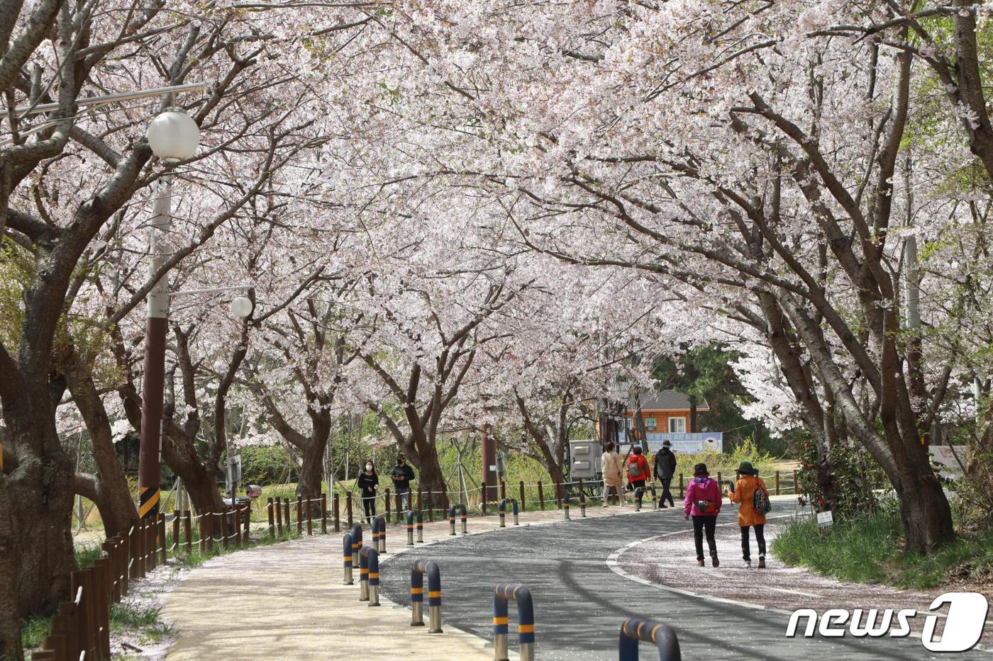 오는 30일 &#39;제7회 남목3동 벚꽃축제&#39;가 열리는 주전 벚꽃길.&#40;울산동구청제공&#41;