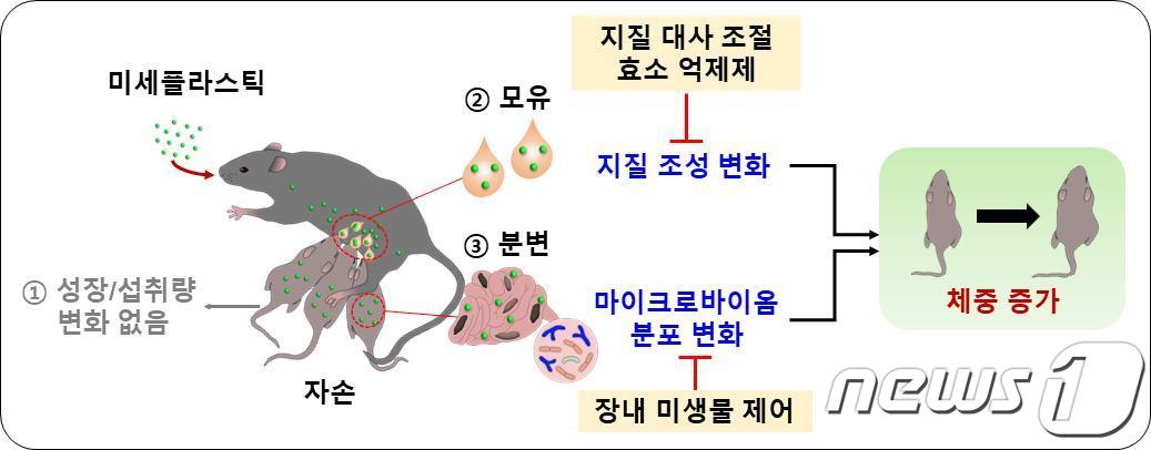 모체가 섭취한 초미세플라스틱이 자손의 체중 증가를 유도하는 과정. (생명연 제공)/뉴스1