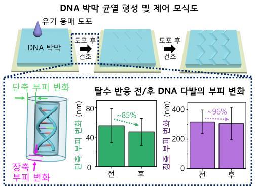 DNA 박막 위 균열 형성 및 제어 메커니즘 모식도.&#40;KAIST 제공&#41;/뉴스1