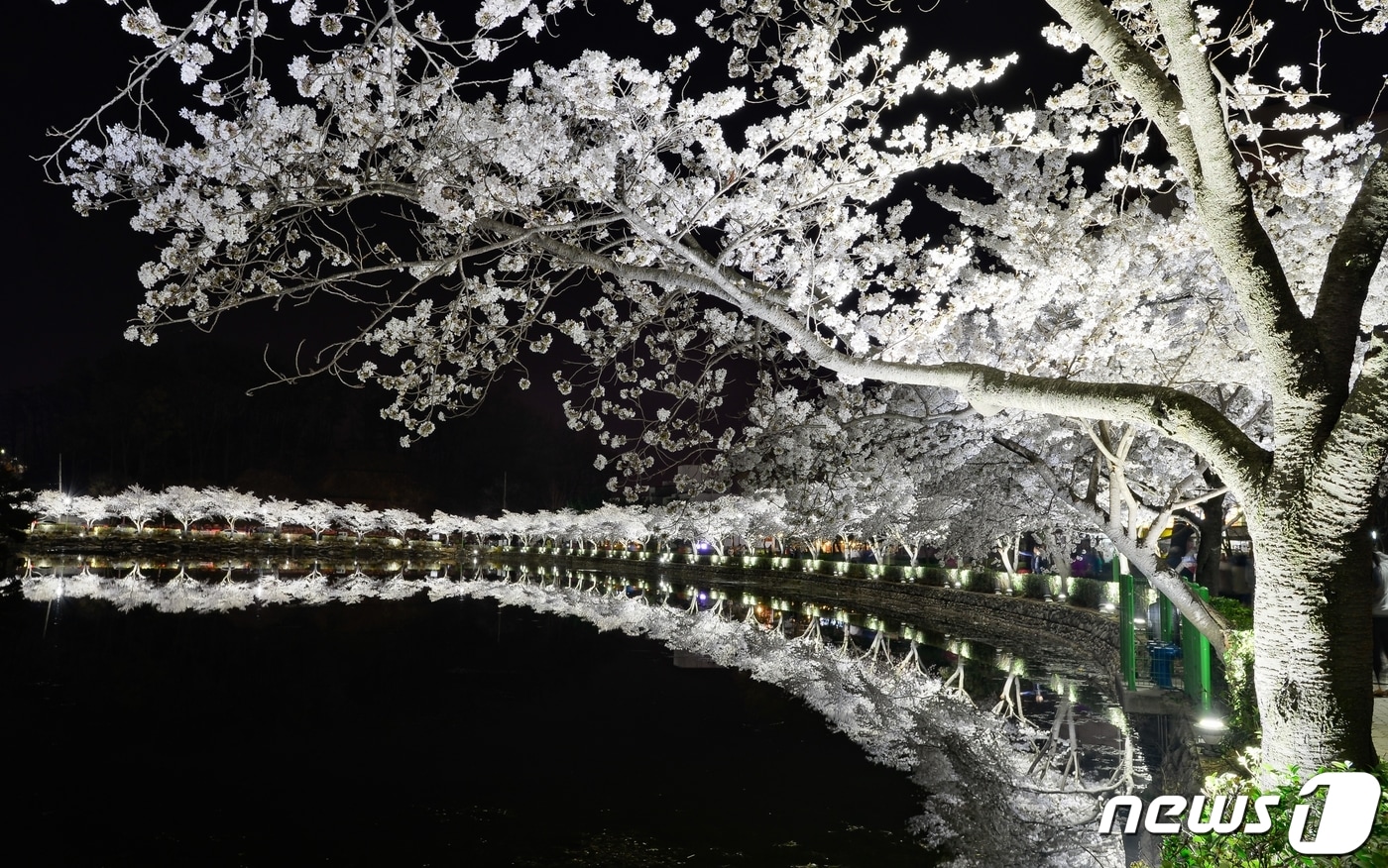 28일 밤 '벚꽃 명소' 김천 교동 '연화지' 에 벚꽃이 만개했다. 김천시는 김천시는 연화지를 방문하는 관광객에게 봄 야경을 만끽하고 추억을 만들 수 있도록 다음달 7일까지 연화지와 직지천 주변 벚꽃나무에 야간 경관조명을 점등한고 밝혔다. (김천시 제공) 2024.3.29/뉴스1 ⓒ News1 정우용 기자