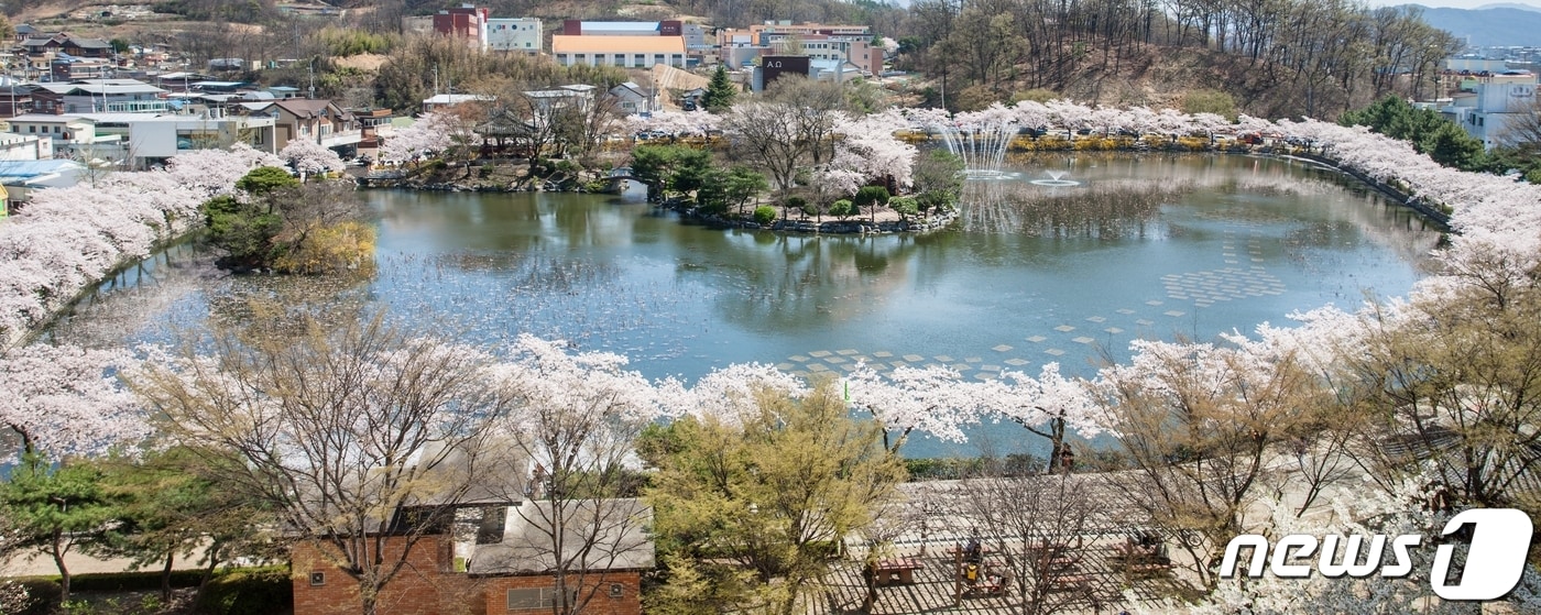봄비가 그친 29일 '벚꽃 명소' 김천 교동 '연화지' 에 벚꽃이 만개했다. 김천시는 김천시는 연화지를 방문하는 관광객에게 봄 야경을 만끽하고 추억을 만들 수 있도록 다음달 7일까지 연화지와 직지천 주변 벚꽃나무에 야간 경관조명을 점등한고 밝혔다. (김천시 제공) 2024.3.29/뉴스1 ⓒ News1 정우용 기자
