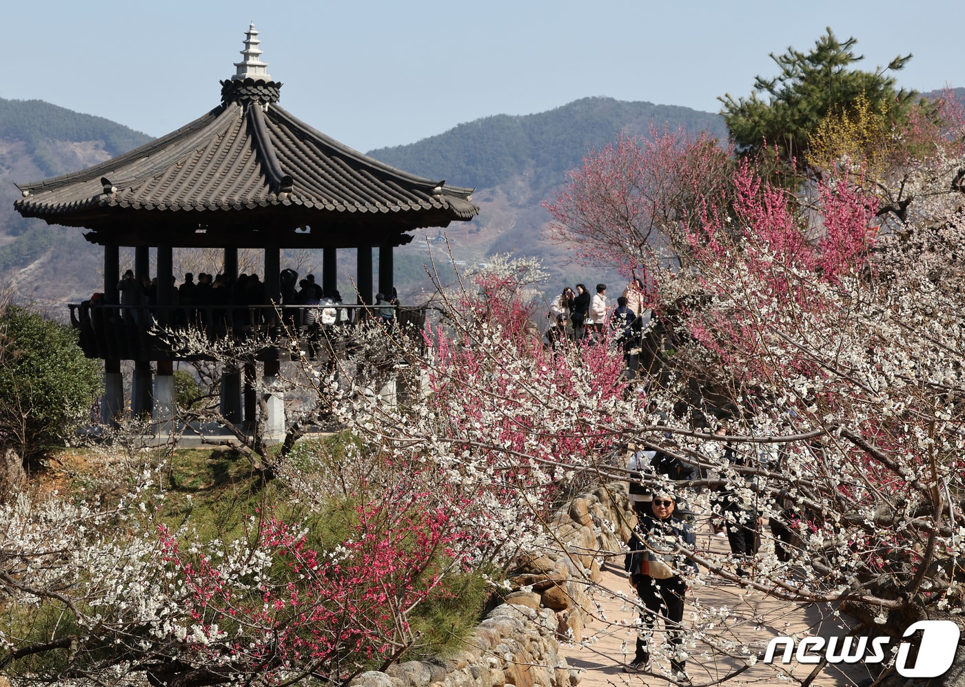 광양매화축제. ⓒ 뉴스1