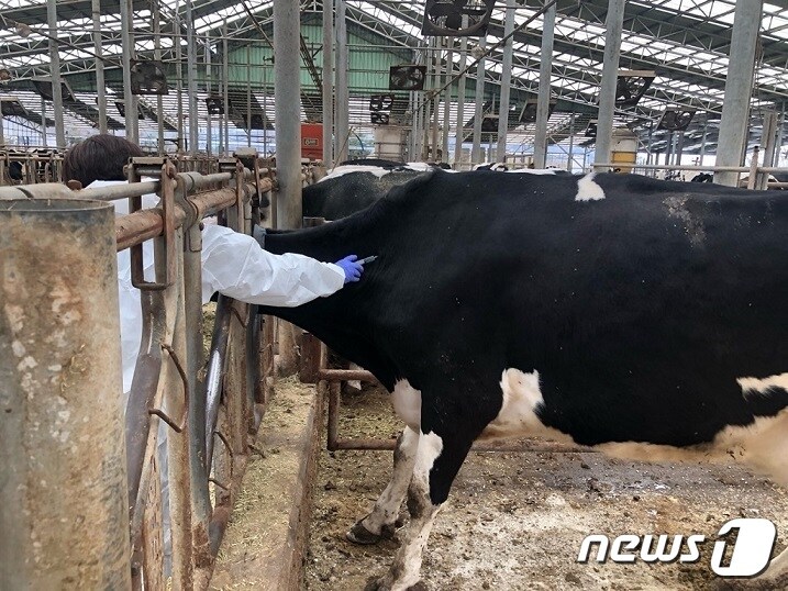 파주시의 한 축산농가에서 수의사가 구제역 백신을 접종하고 있다. (파주시 제공)