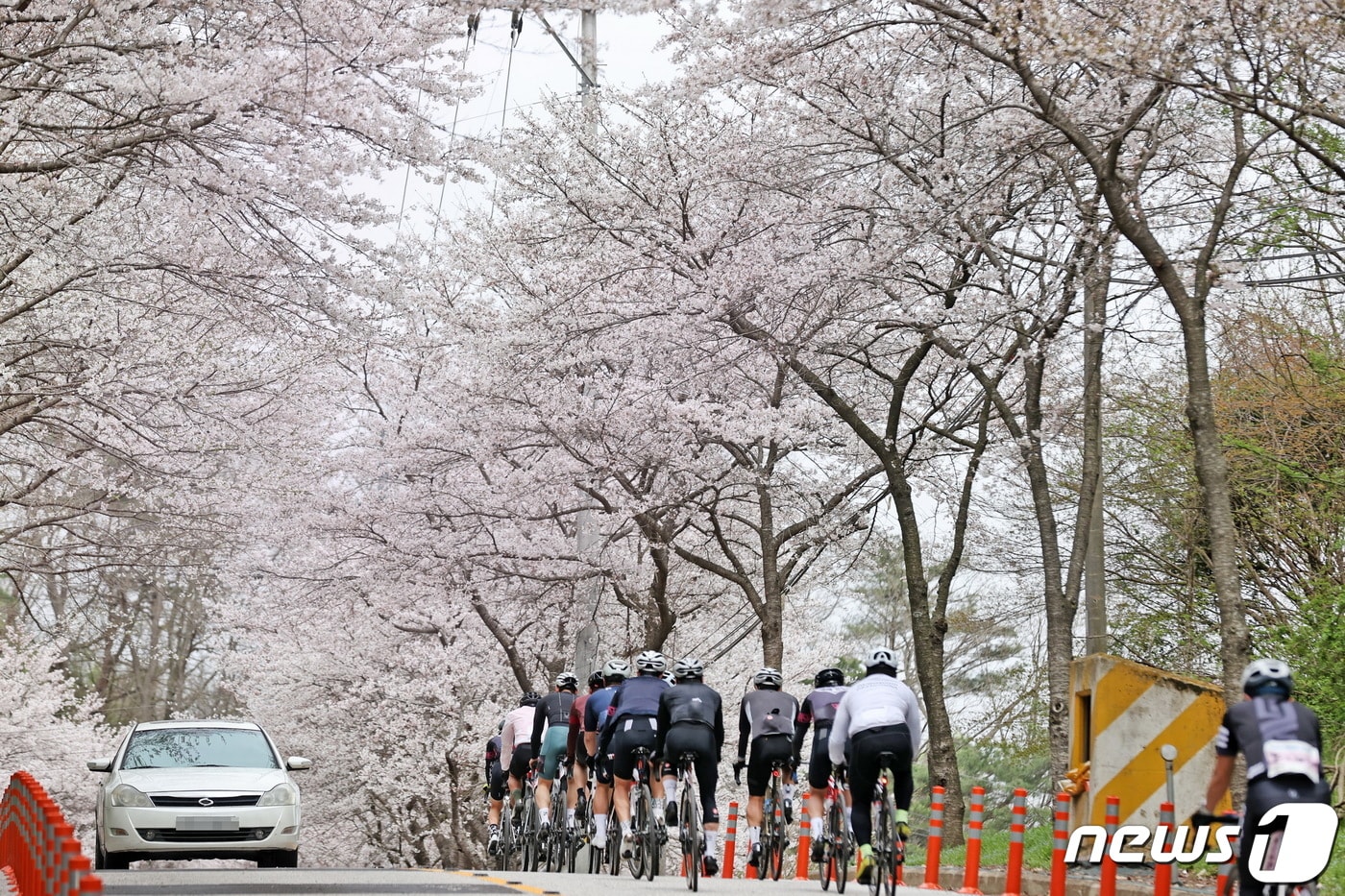 10일 전북자치도 임실군에 소재한 옥정호 일원에 벚꽃이 만개해 많은 관광객들이 몰리고 있다.(임실군제공)2024.4.10 ⓒ 뉴스1 김동규 기자