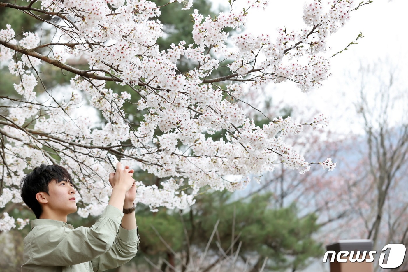 10일 전북자치도 임실군에 소재한 옥정호 일원에 벚꽃이 만개해 많은 관광객들이 몰리고 있다. 한 관광객이 벚꽃과 함께 사진을 찍고 있다.&#40;임실군제공&#41;2024.4.10/뉴스1 ⓒ News1 김동규 기자