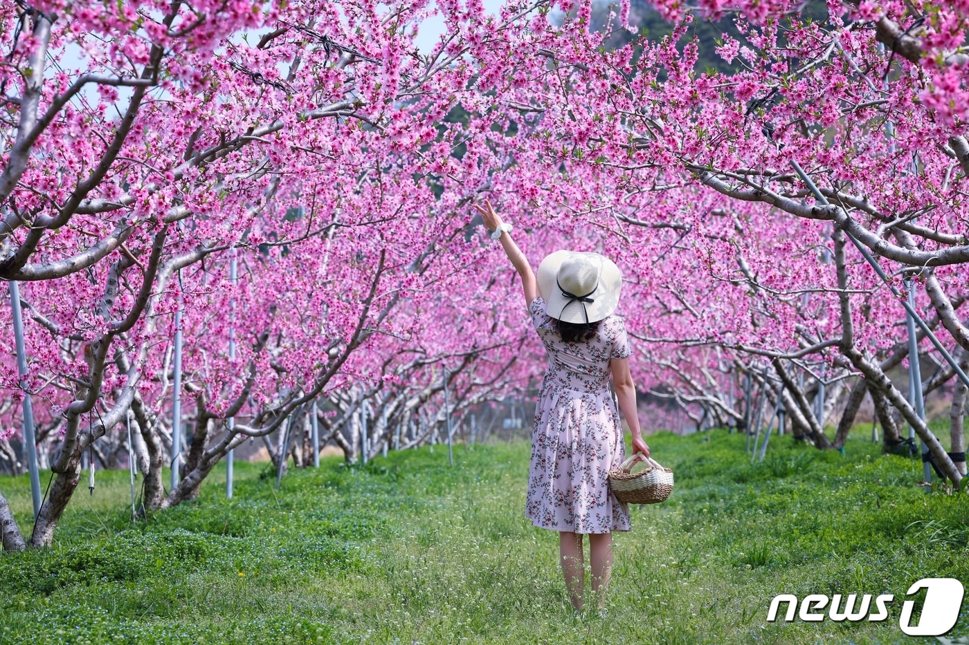 11일 경북 청도군 각남면 한 복숭아밭에 복사꽃이 만발해 무릉도원을 연상케 하고 있다. &#40;청도군 제공&#41; 2024.4.11/뉴스1 ⓒ News1 정우용 기자