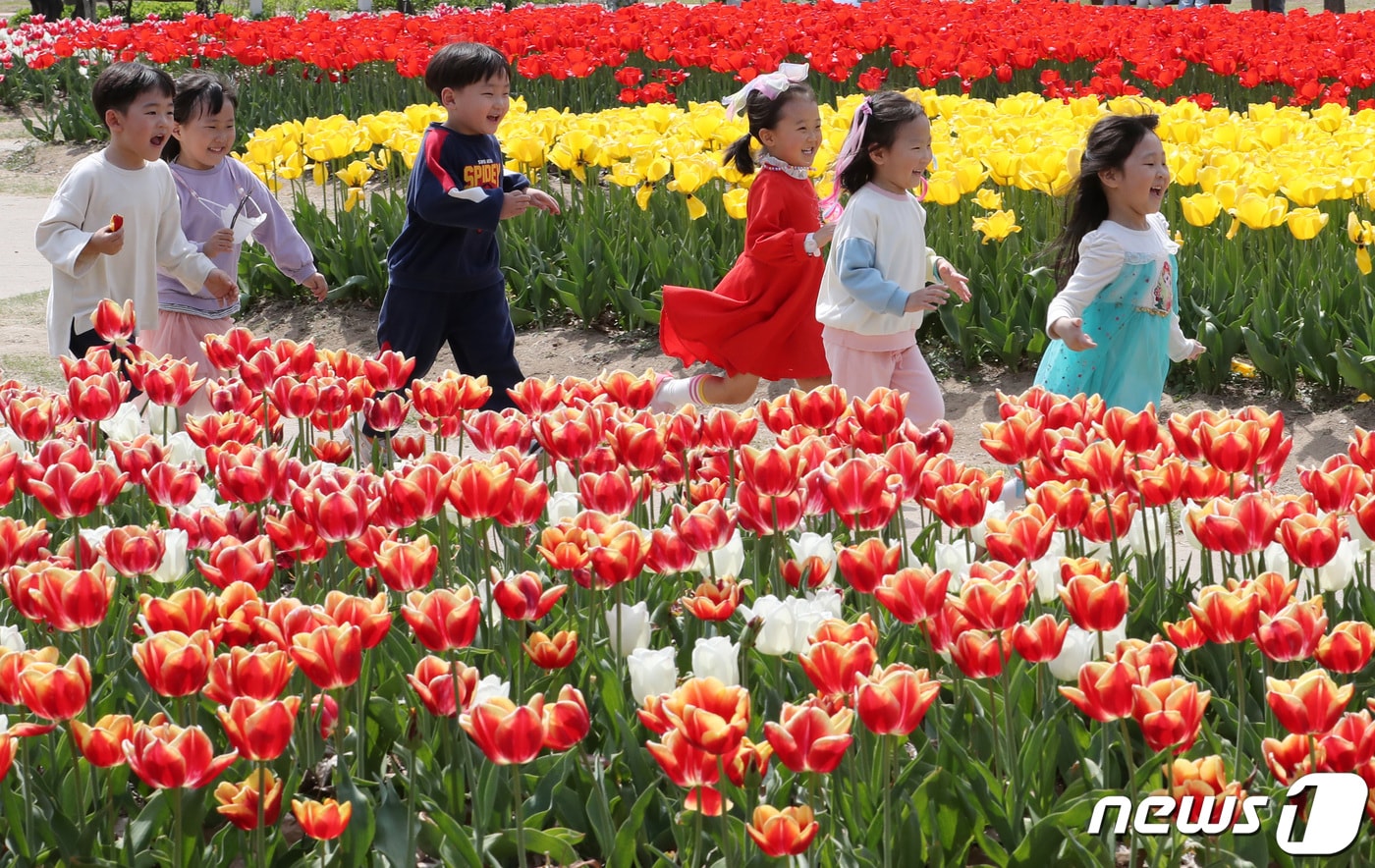 6일 대전·충남은 대체로 맑은 가운데 일교차가 10~15도 안팎을 보일 것으로 예보됐다. 대전 유성구 유림공원에서 나들이 나온 유성구청 어린이집 원생들이 만개한 튤립사이로 즐거운 시간을 보내고 있다.  ⓒ 뉴스1 김기태 기자