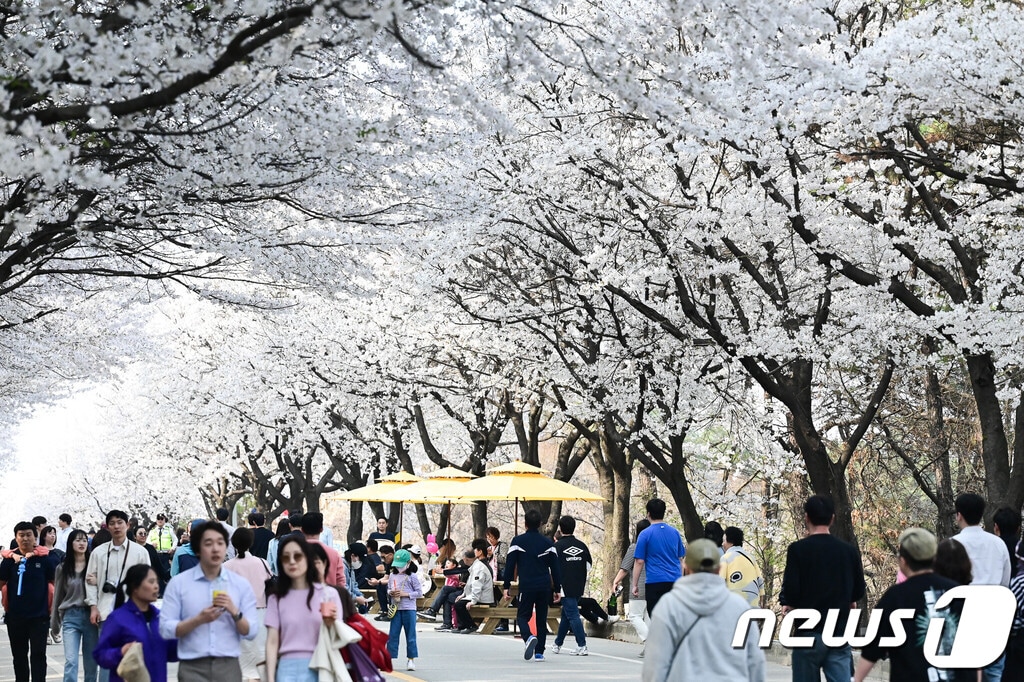 제8회 여주흥천남한강벚꽃축제 모습 &#40;사진=여주시&#41;