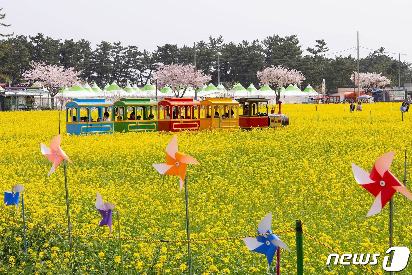 2024 삼척맹방유채꽃축제 찾은 나들이객.(삼척시 제공) 2024.4.16/뉴스1