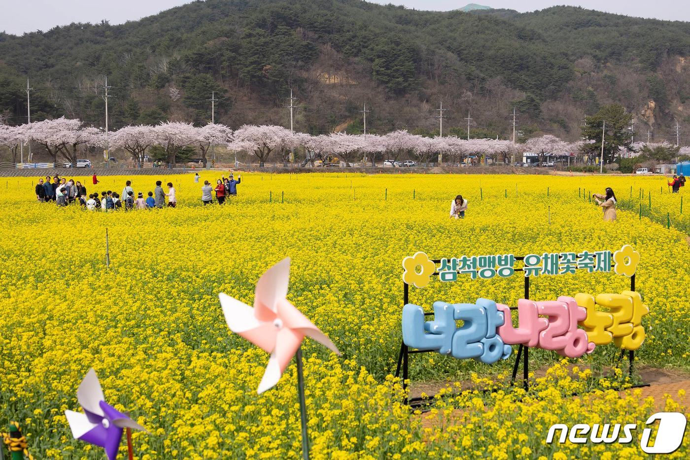 2024 삼척맹방유채꽃축제 찾은 나들이객.(삼척시 제공) 2024.4.16/뉴스1