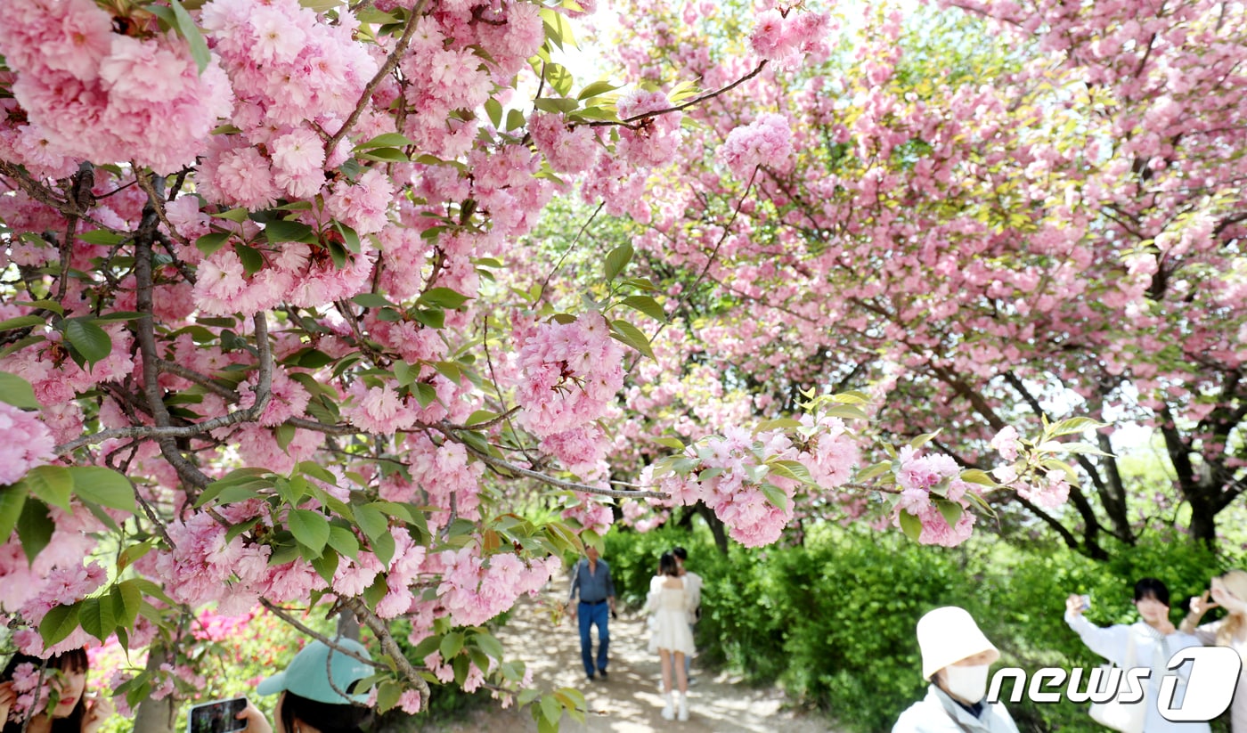 18일 전북자치도 전주시 완산공원 꽃동산을 찾은 상춘객들이 만개한 겹벚꽃을 배경으로 사진을 찍고 있다. 2024.4.18/뉴스1 ⓒ News1 유경석 기자