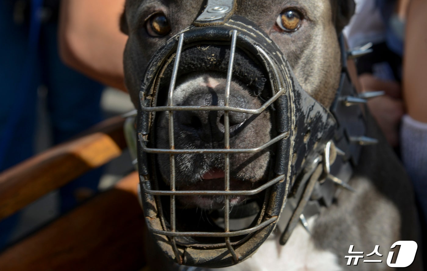 입마개를 한 핏불 테리어 (자료사진) ⓒ AFP=뉴스1